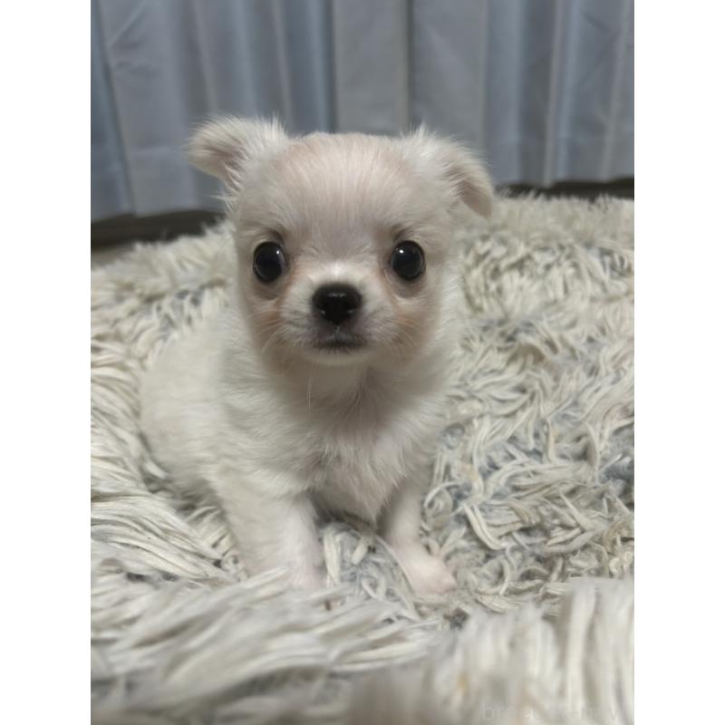 成約済の愛知県のチワワ(ロングコート)-445975の8枚目