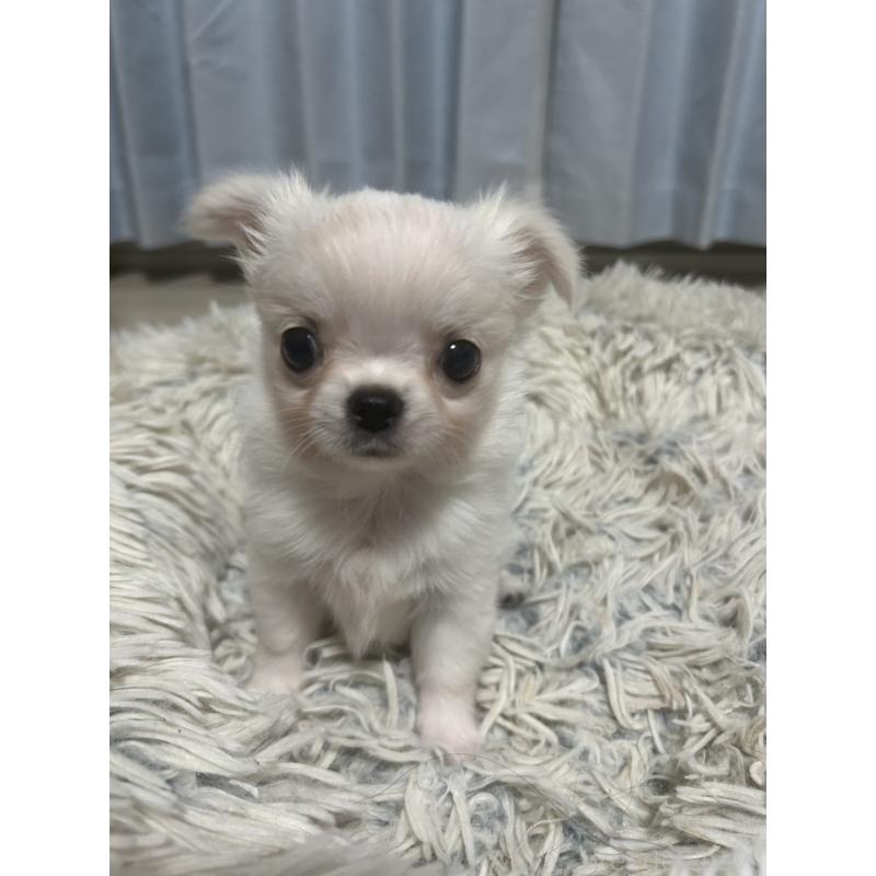 成約済の愛知県のチワワ(ロングコート)-445975の7枚目