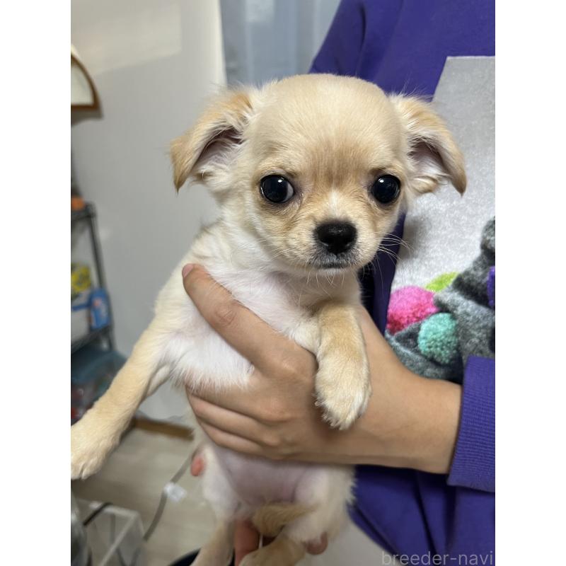 販売中の愛知県のチワワ(ロングコート)-441737の5枚目