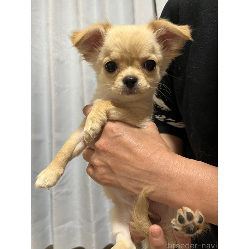 販売中の愛知県のチワワ(ロングコート)-441737の4枚目