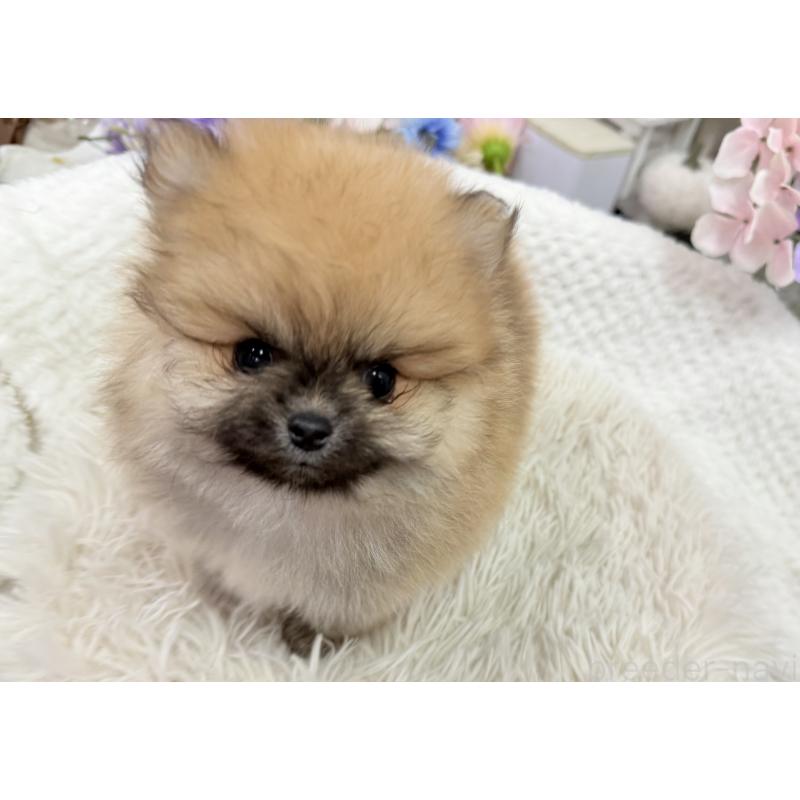 成約済の京都府のポメラニアン-446243の10枚目