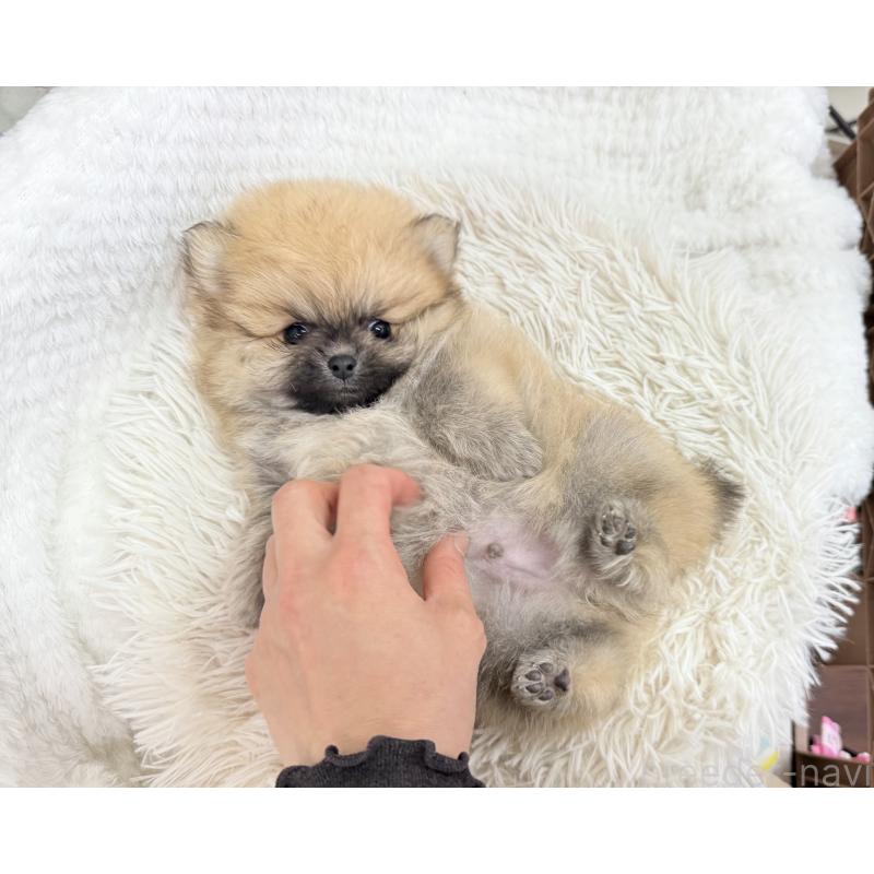 成約済の京都府のポメラニアン-446243の9枚目