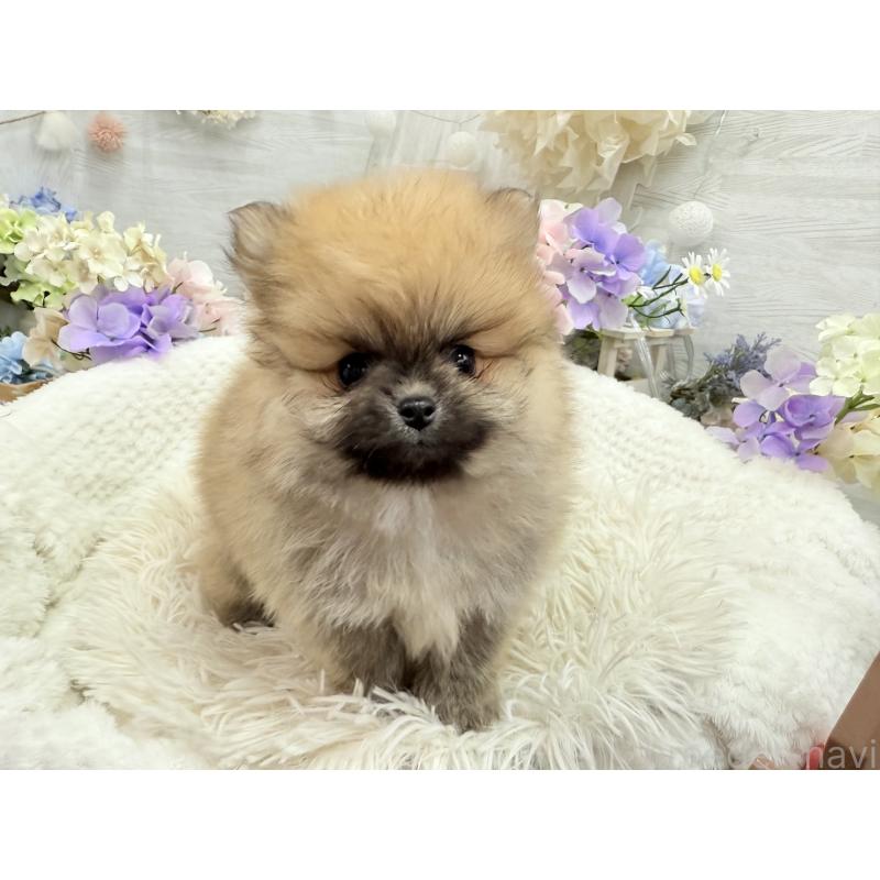 成約済の京都府のポメラニアン-446243の7枚目