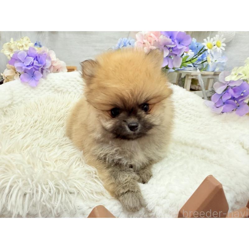 成約済の京都府のポメラニアン-446243の6枚目