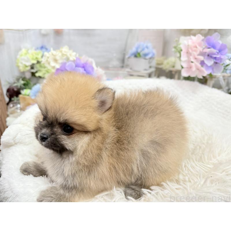 成約済の京都府のポメラニアン-446243の5枚目