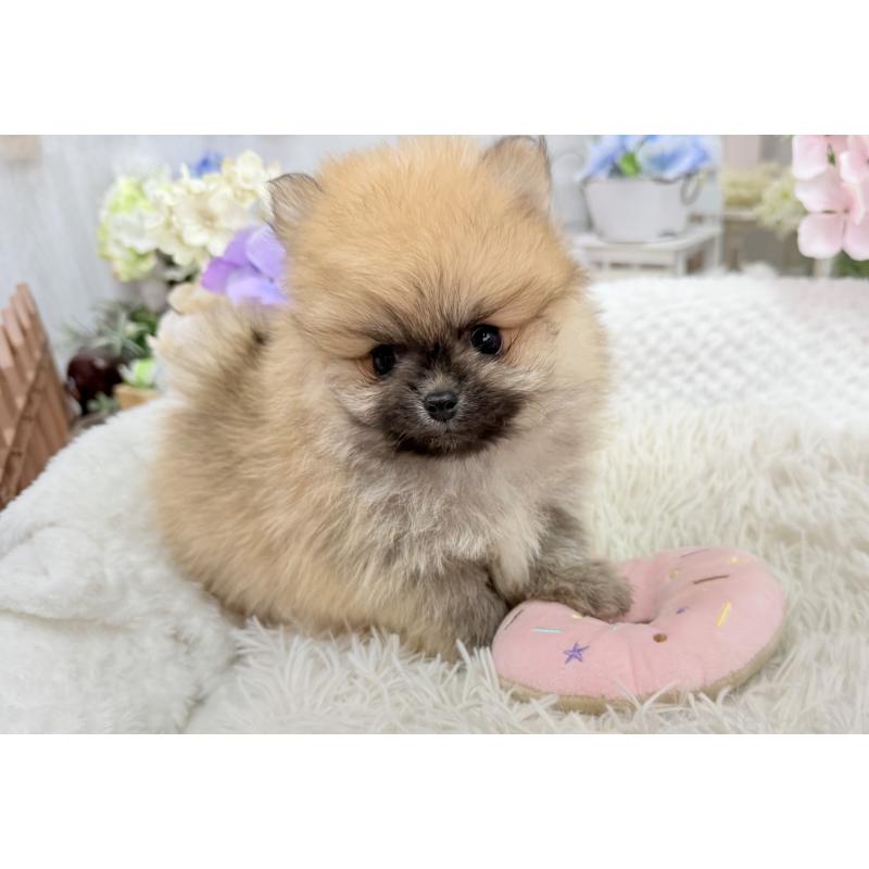 成約済の京都府のポメラニアン-446243の4枚目