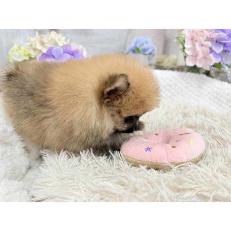 成約済の京都府のポメラニアン-446243の3枚目