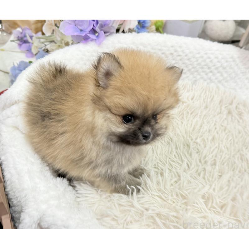成約済の京都府のポメラニアン-446243の2枚目