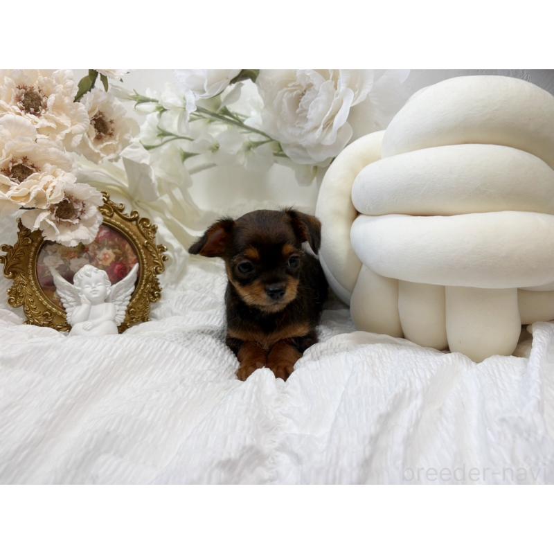 販売中の大阪府のチワプー:チワワ×トイプードル-439400の4枚目