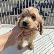 ♀︎コッカプー:アメリカンコッカースパニエル×トイプードル