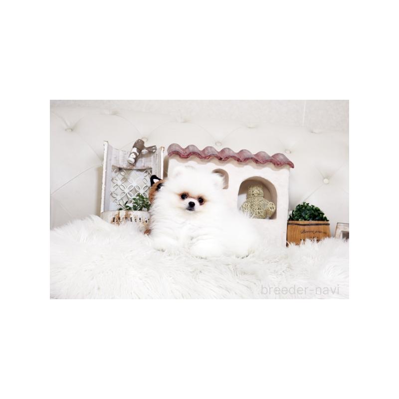 販売中の佐賀県のポメラニアン-443487の3枚目