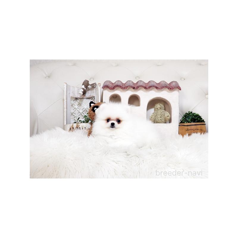 販売中の佐賀県のポメラニアン-443487の2枚目