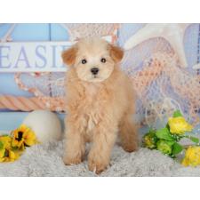 ♀︎タイニープードル