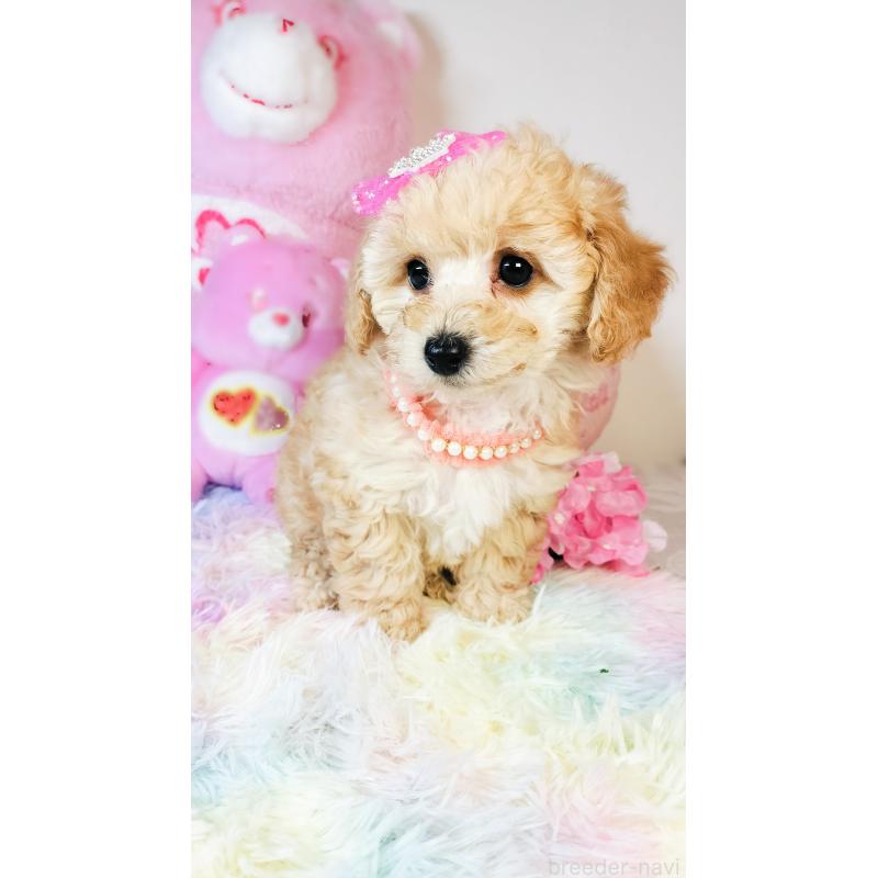 成約済の愛媛県のタイニープードル-441928の4枚目