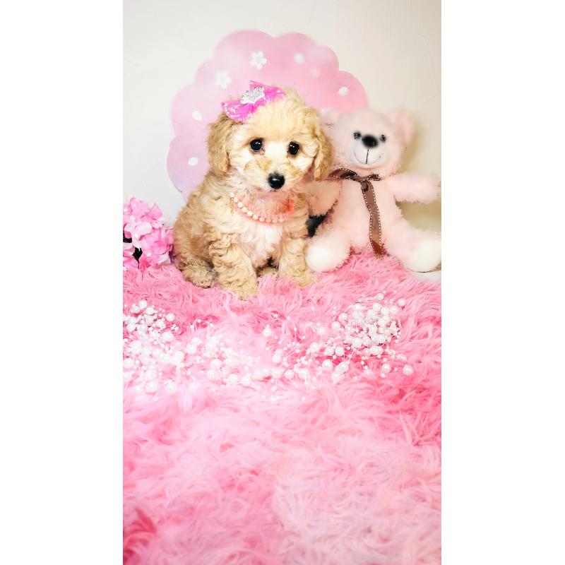 成約済の愛媛県のタイニープードル-441928の2枚目