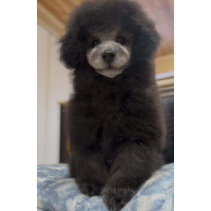 販売中の青森県のトイプードル-435070の4枚目