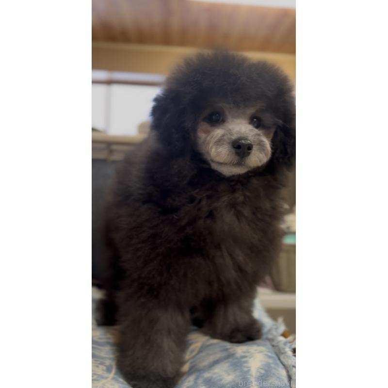 販売中の青森県のトイプードル-435070の3枚目