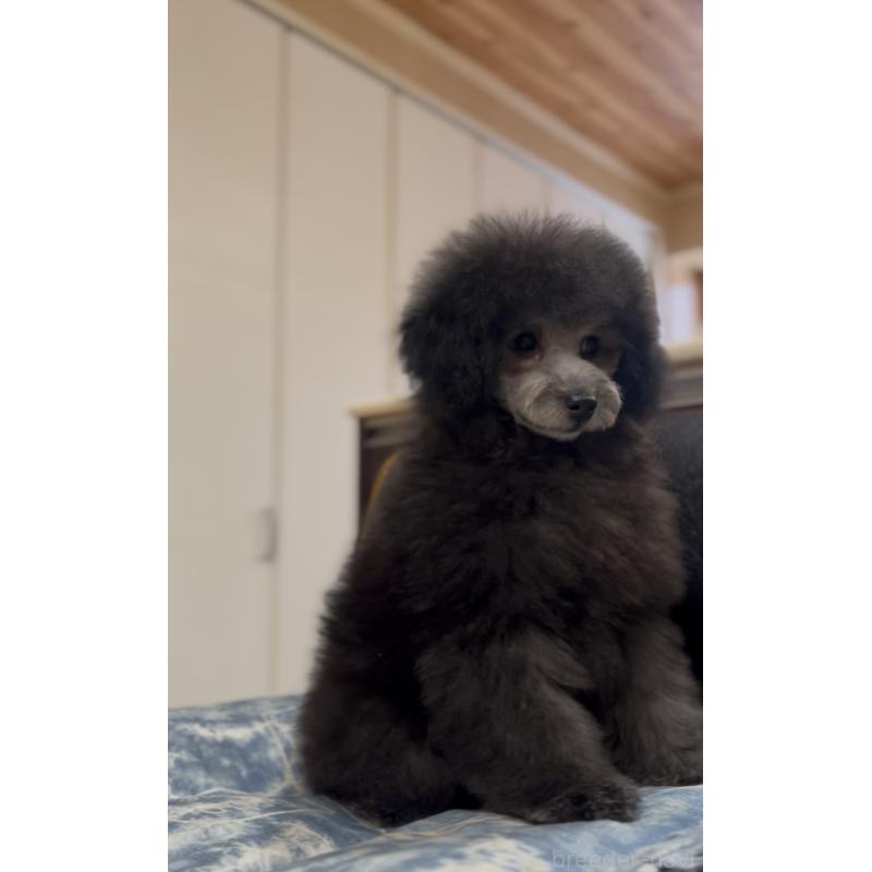 販売中の青森県のトイプードル-435070の2枚目