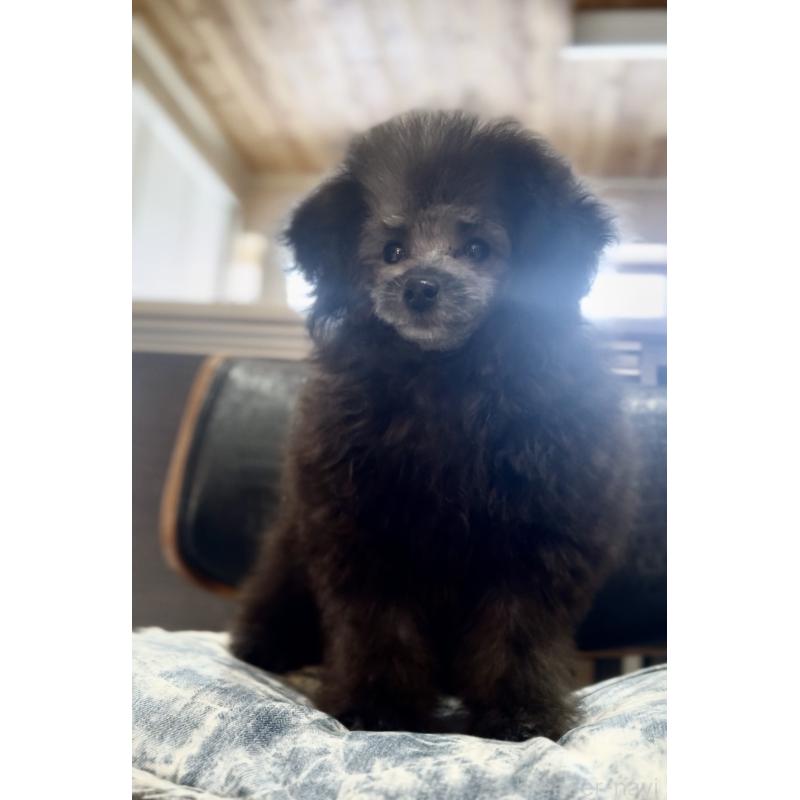 成約済の青森県のトイプードル-435072の3枚目