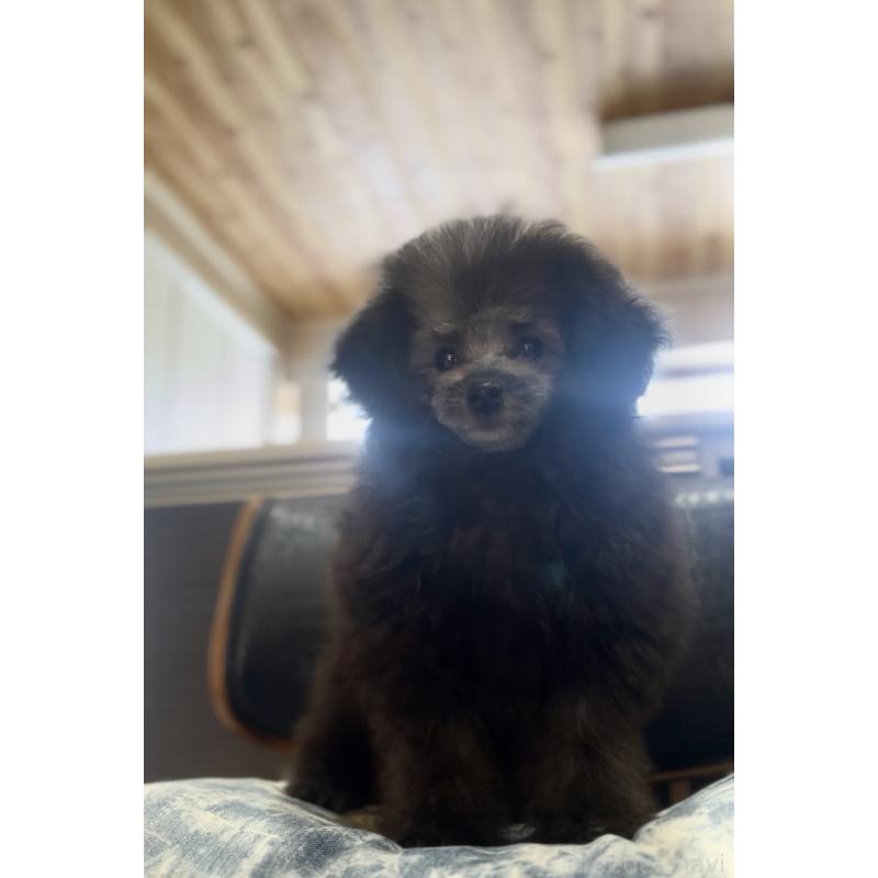 成約済の青森県のトイプードル-435072の2枚目