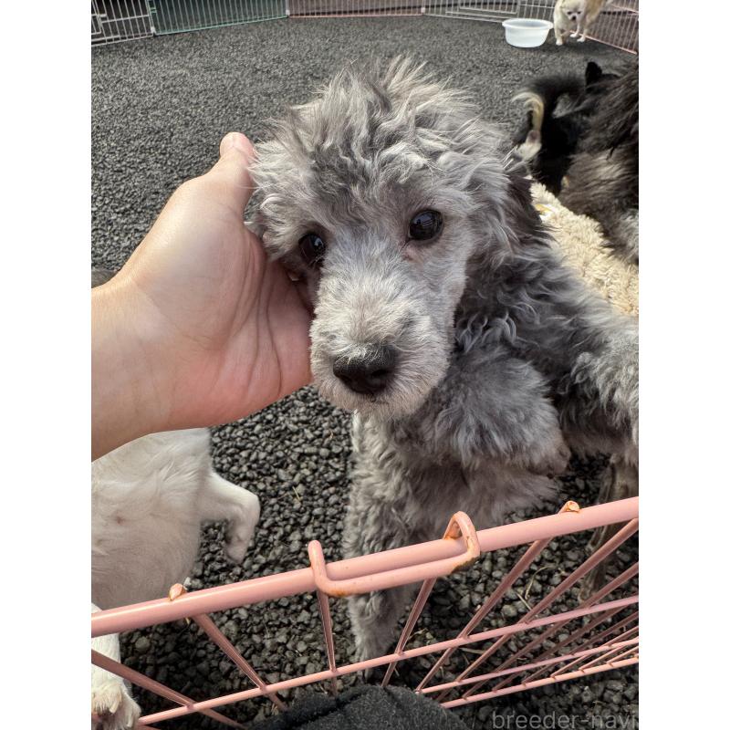 販売中の愛知県のトイプードル-431950の3枚目