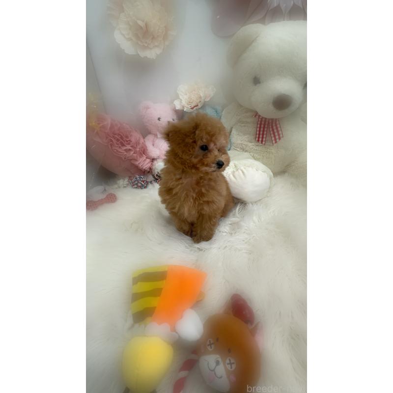 販売中の香川県のトイプードル-433636の3枚目