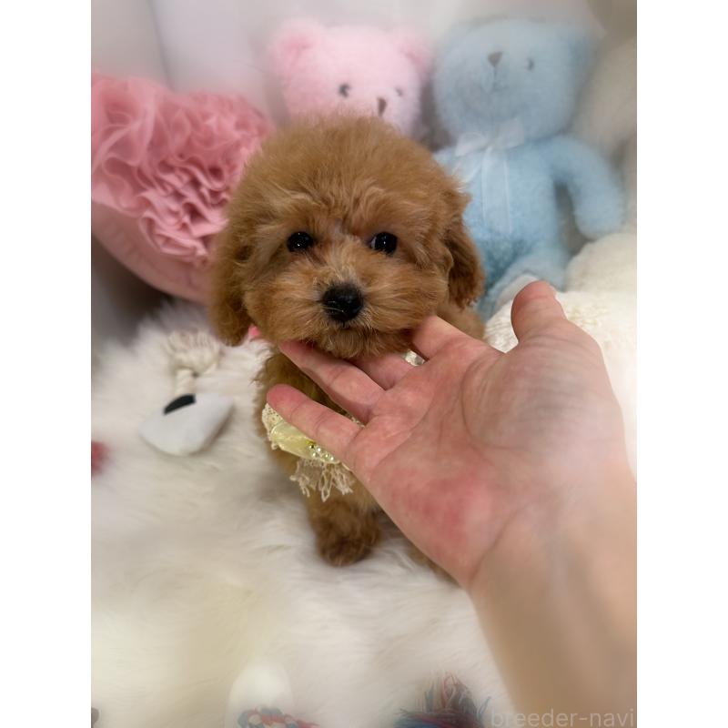 販売中の香川県のトイプードル-433636の2枚目