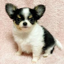 ♀︎チワワ(ロングコート)