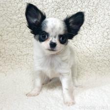 ♀︎チワワ(ロングコート)