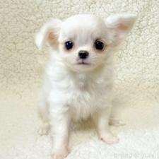 ♀︎チワワ(ロングコート)