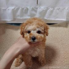 ♀︎タイニープードル