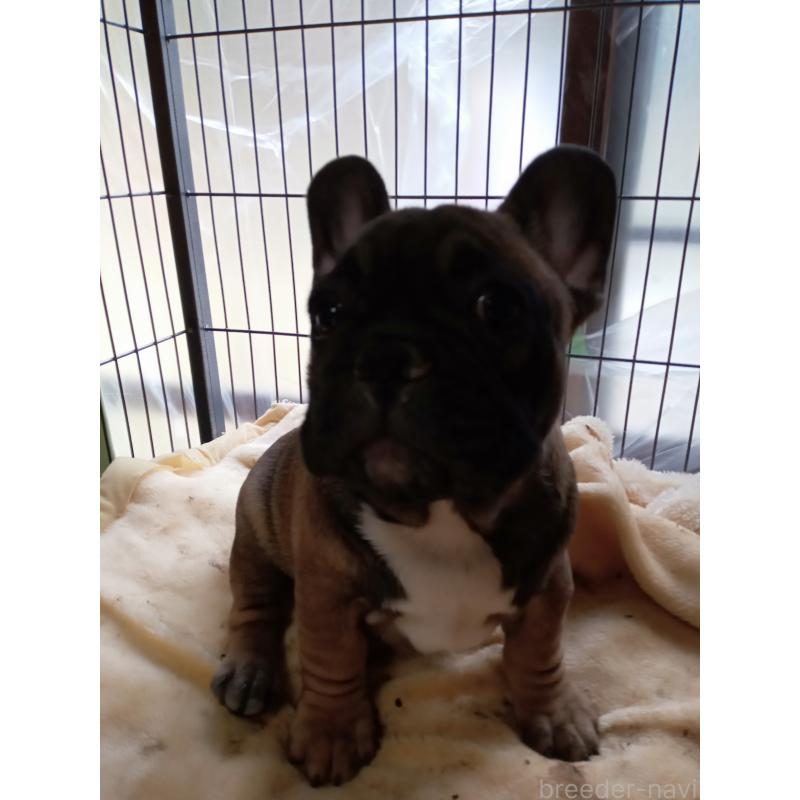 販売中の福岡県のフレンチブルドッグ-432185の2枚目