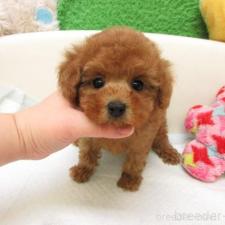 ♀︎トイプードル