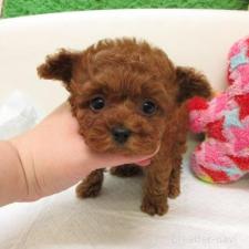 ♀︎トイプードル