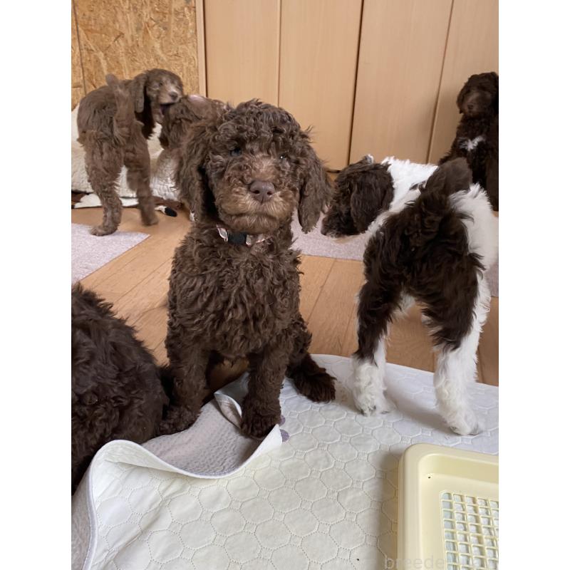 成約済の茨城県のスタンダードプードル-442673の2枚目