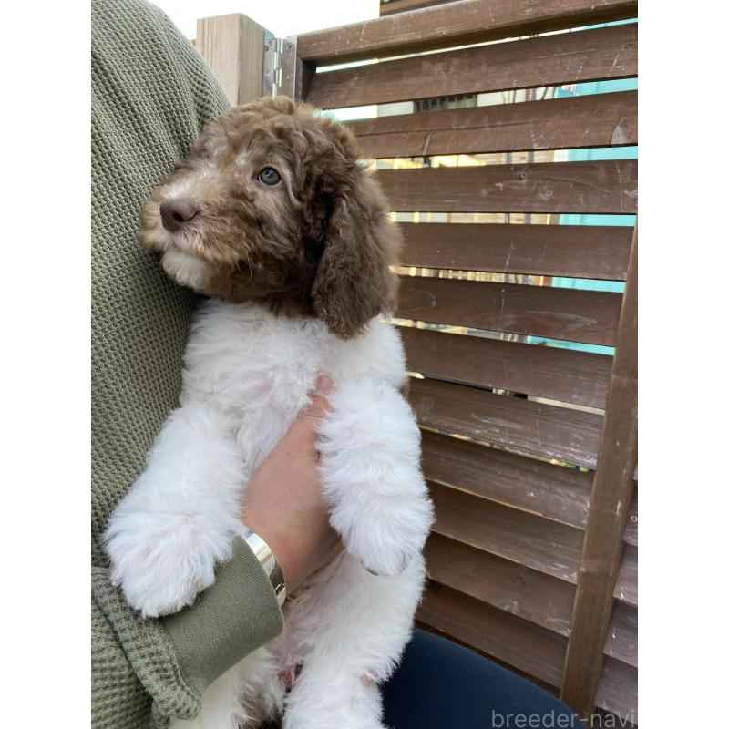 販売中の茨城県のスタンダードプードル-441367の4枚目