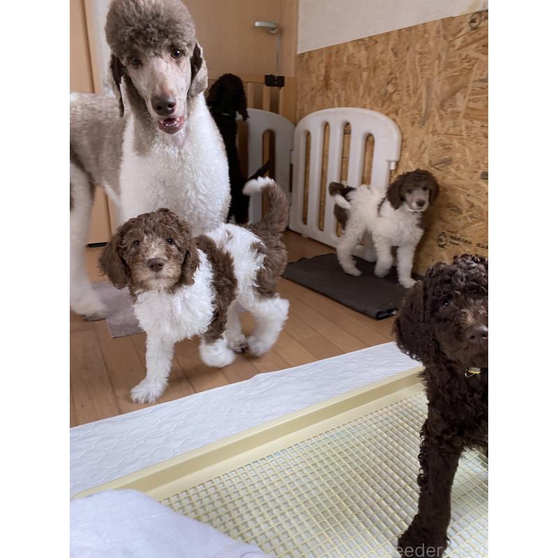 販売中の茨城県のスタンダードプードル-441367の3枚目