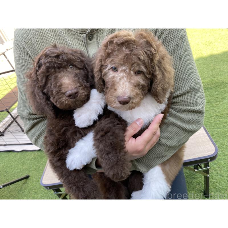 成約済の茨城県のスタンダードプードル-442670の3枚目