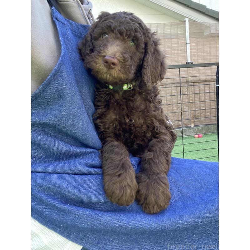 成約済の茨城県のスタンダードプードル-442670の2枚目