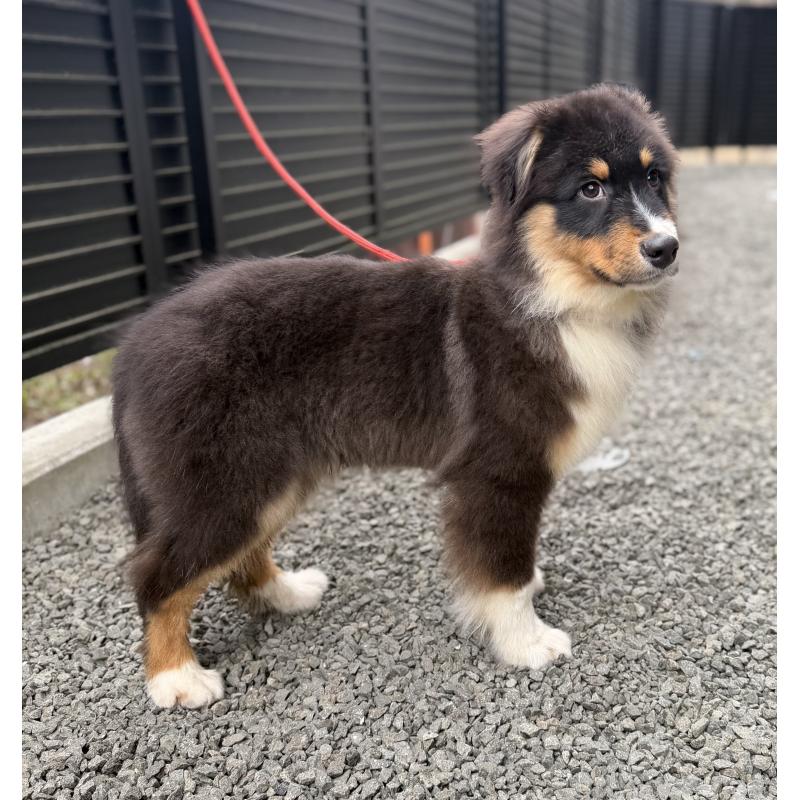 成約済の山梨県のオーストラリアンシェパード-423324の10枚目