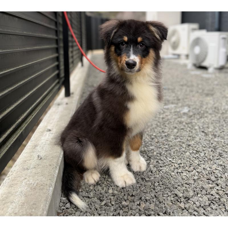 成約済の山梨県のオーストラリアンシェパード-423324の9枚目