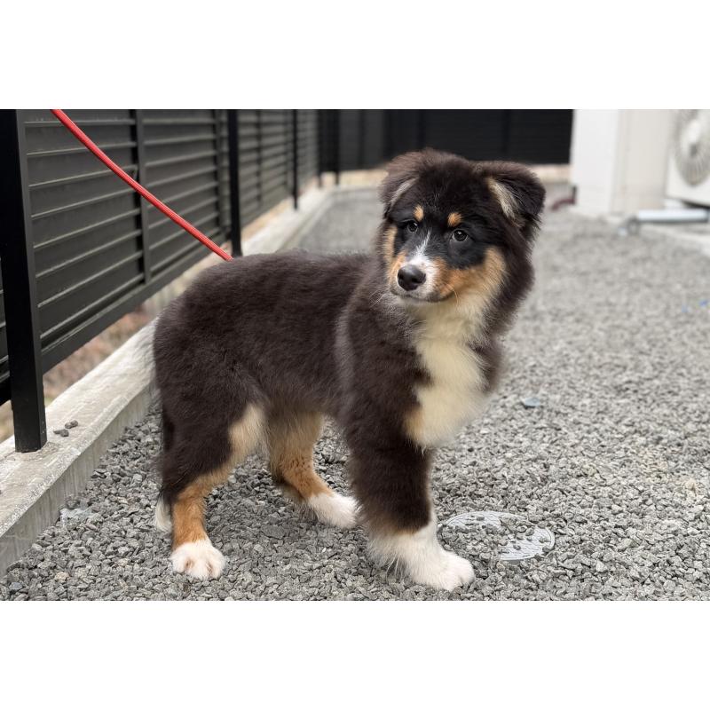 成約済の山梨県のオーストラリアンシェパード-423324の7枚目