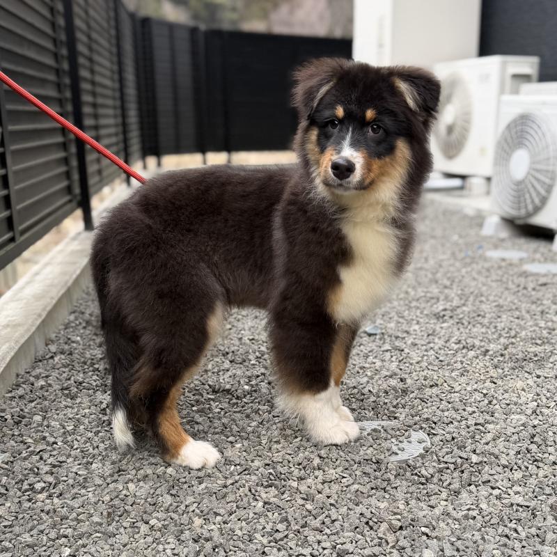 成約済の山梨県のオーストラリアンシェパード-423324の6枚目