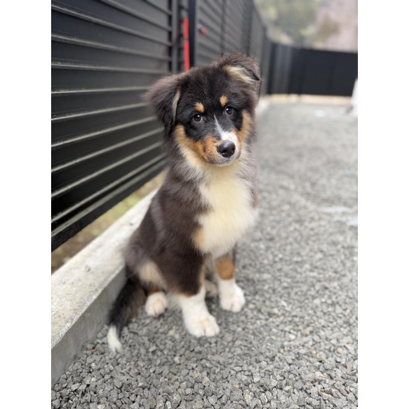 成約済の山梨県のオーストラリアンシェパード-423324の5枚目