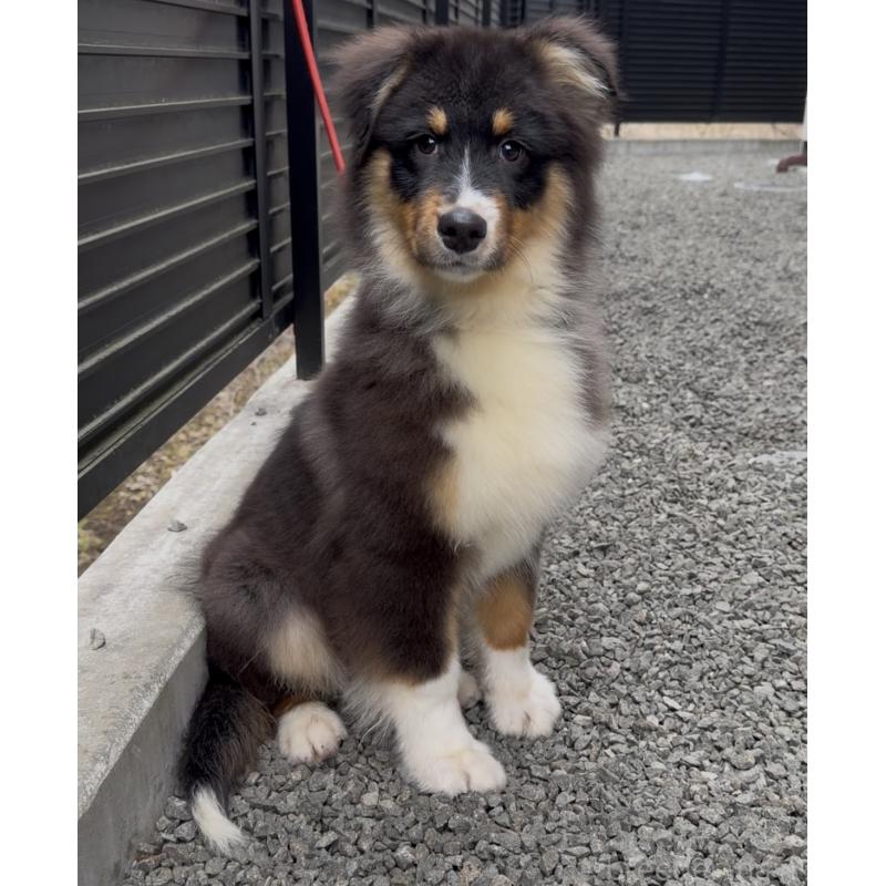 成約済の山梨県のオーストラリアンシェパード-423324の4枚目