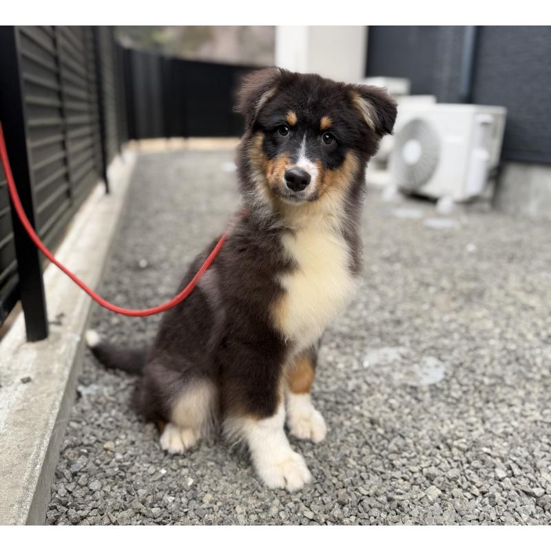 成約済の山梨県のオーストラリアンシェパード-423324の3枚目