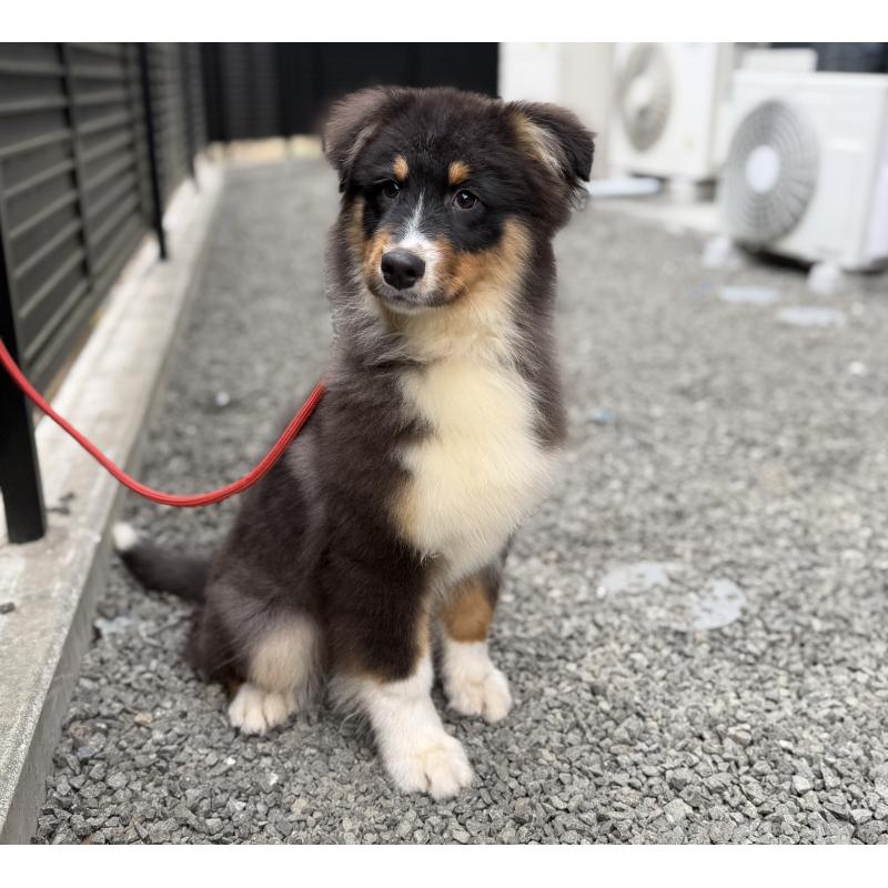 成約済の山梨県のオーストラリアンシェパード-423324の2枚目