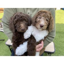 ♀︎スタンダードプードル