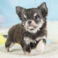 ♀︎チワワ(ロングコート)