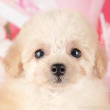 ♀︎タイニープードル